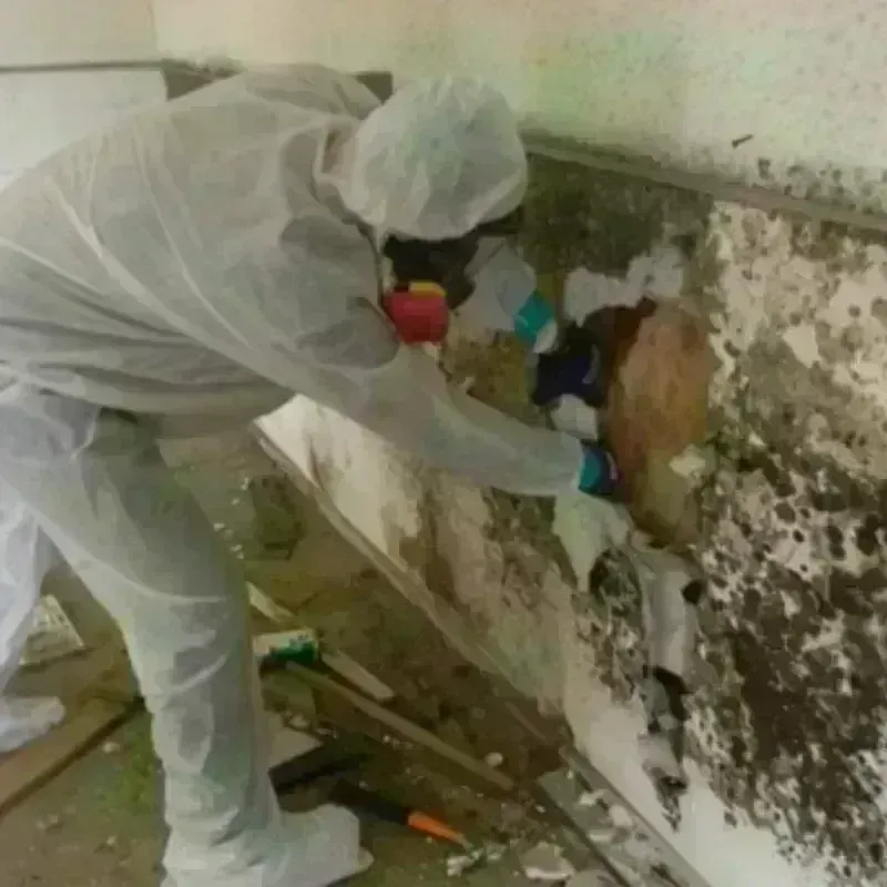 Mold Remediation and Removal in Ithaca, NY